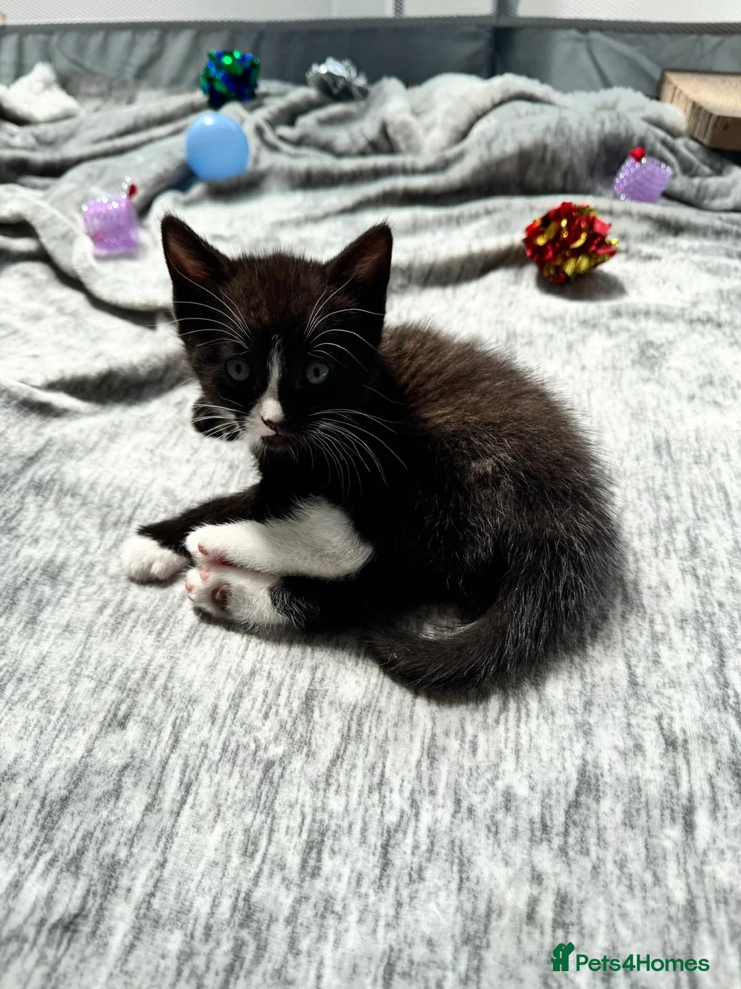 Siamese cats for sale: Beautiful black Siamese kitten  - Advert 2