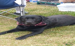 Labrador Retriever dogs for stud: WANTED - STUD - URGENT  - Image 1