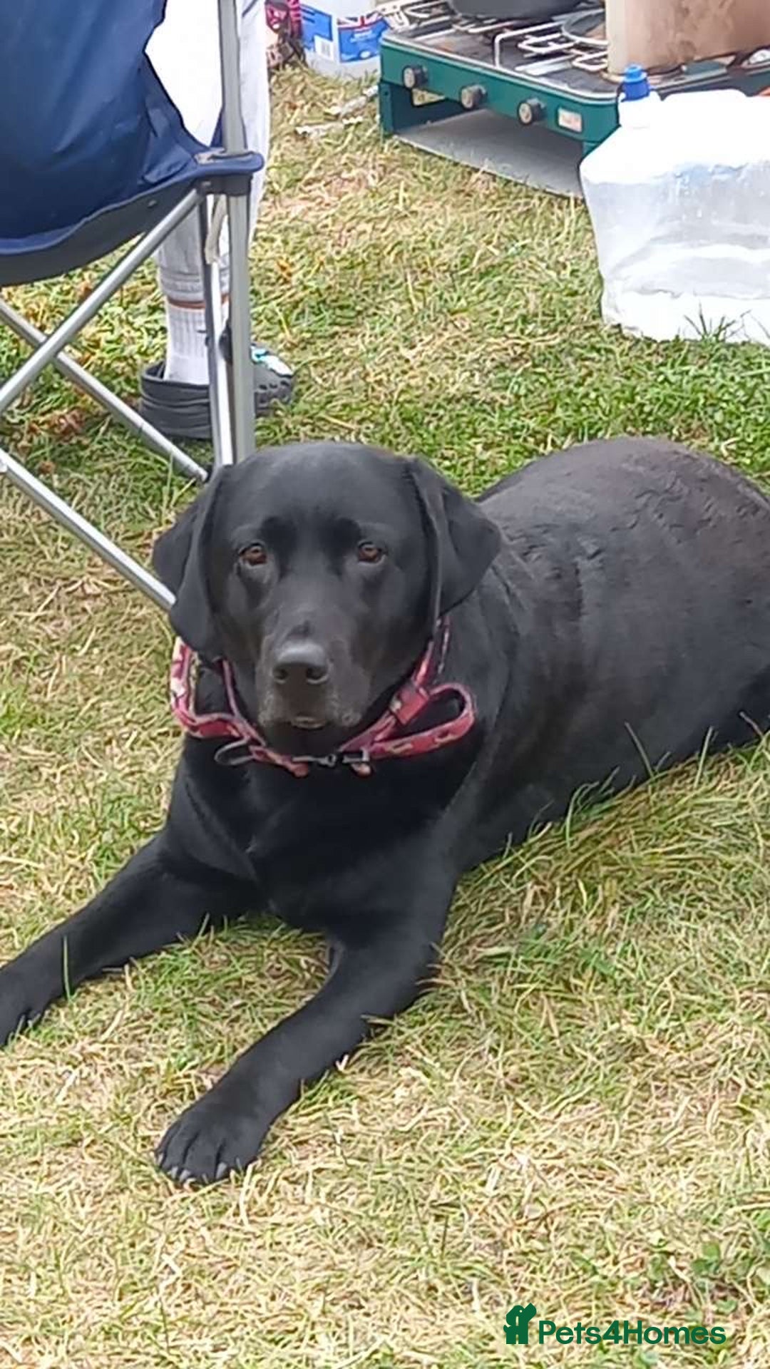 Labrador Retriever dogs for stud: WANTED - STUD - URGENT  - Image 1