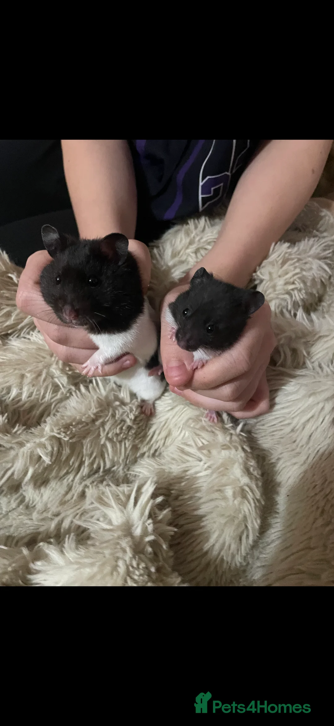 Hamster rodents for sale: Syrian hamsters - Advert 4