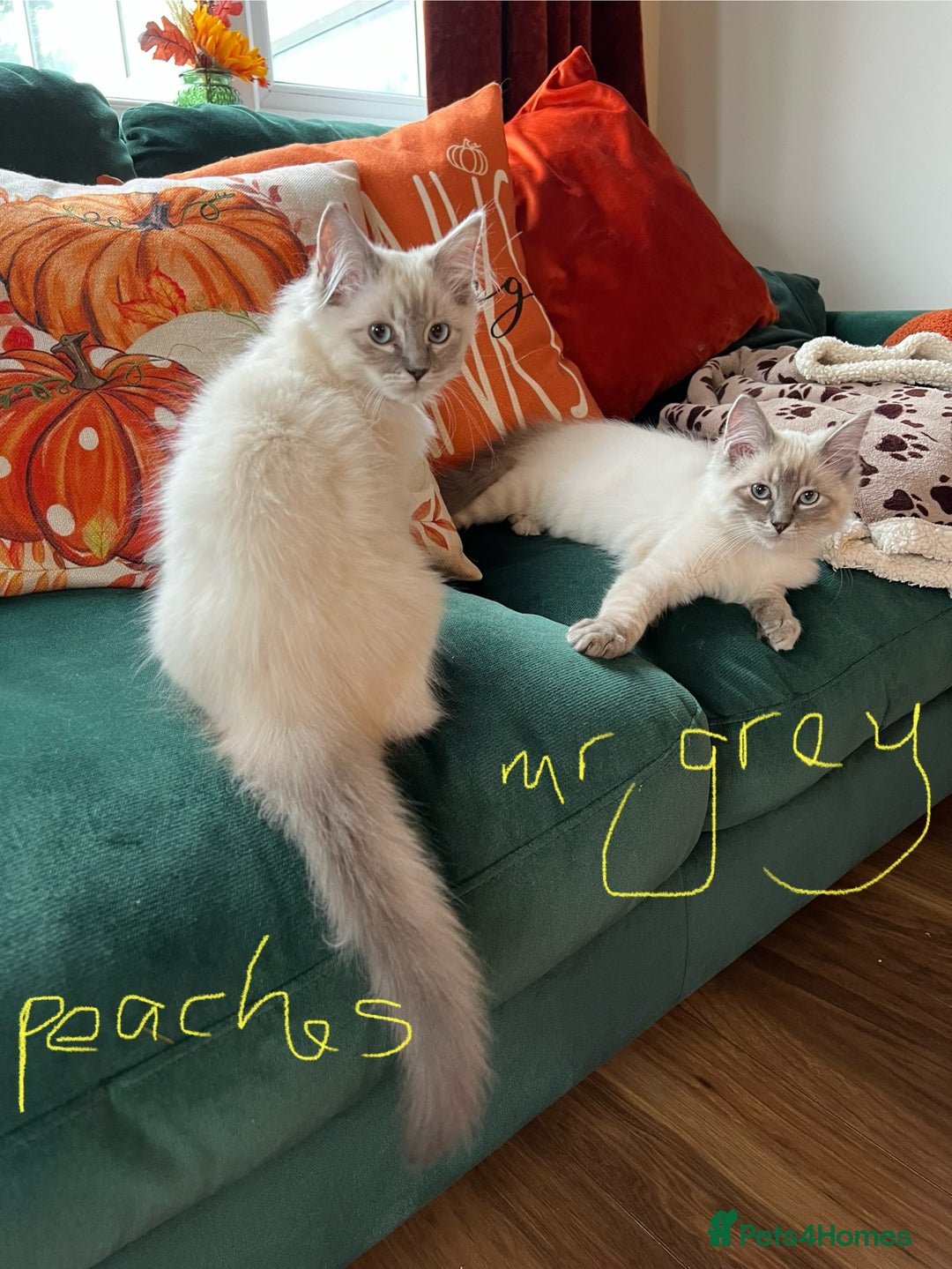 Ragdoll cats for sale: Ragdoll kittens - Image 16