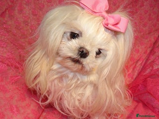 Maltese dogs - Advert 1