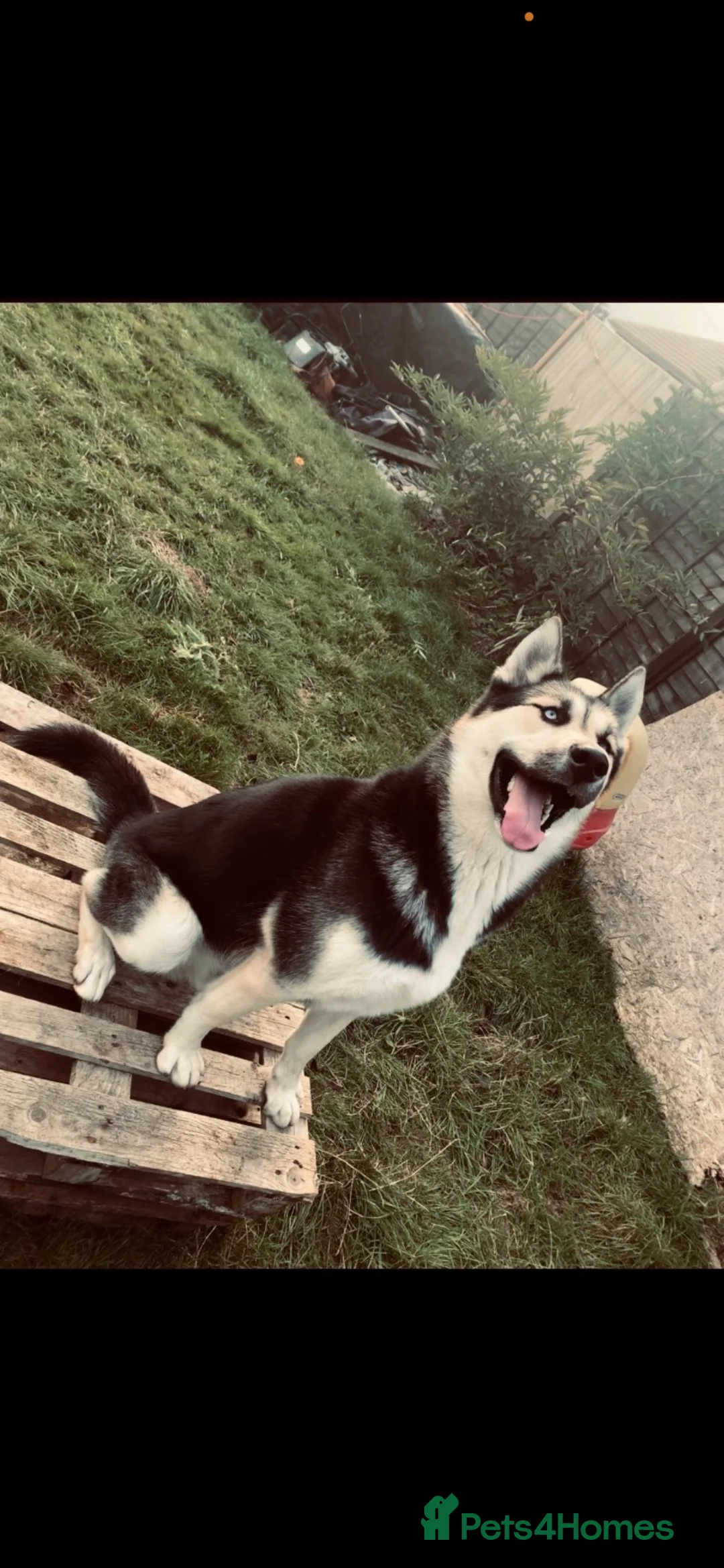 Shepsky dogs for sale: Mum is a shepsky x Dad is Siberian husky - Advert 2