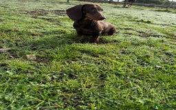Miniature Dachshund dogs for sale: Bred From Health Tested Parents - Image 6