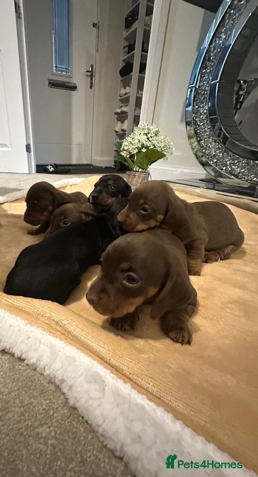 Miniature Dachshund dogs Beautiful Mini Dachshund Puppies 🐶🐾 - Advert 1