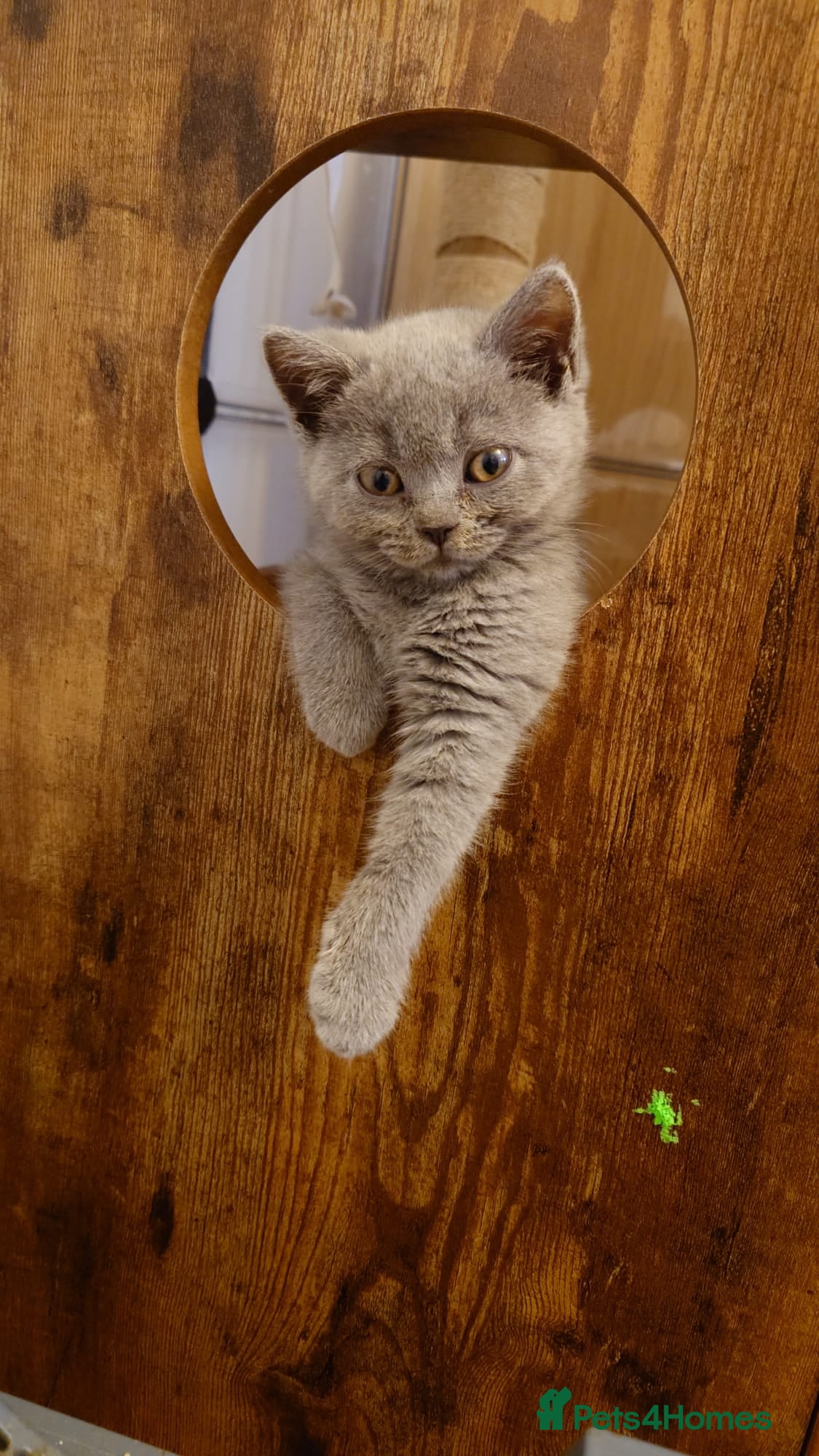 British Shorthair cats Cute babies! - Advert 2