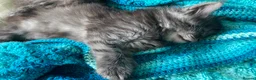 Maine Coon cats for sale: TICA - Only 1 stunning Maine coon girl left - Advert 35