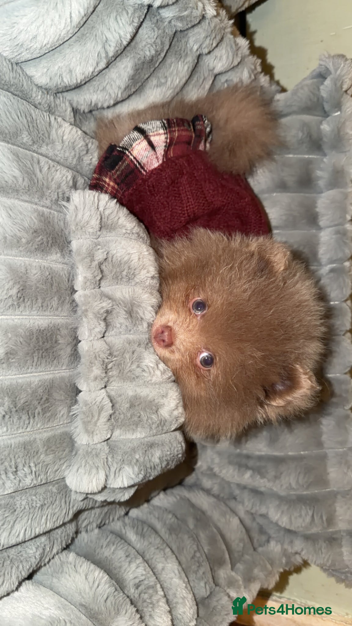 Pomeranian dogs Small teacup Pom  - Advert 1