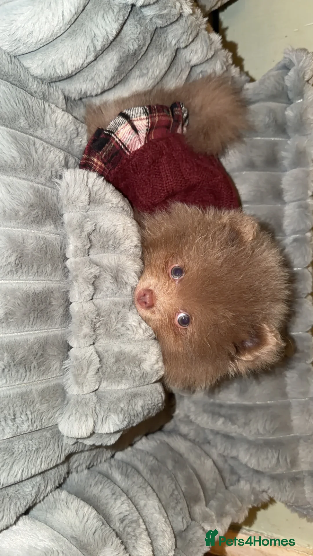 Pomeranian dogs for sale: Small  **  Pom  in Grimsby - Advert 1