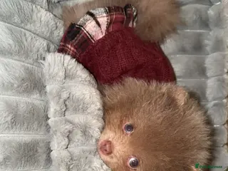 Pomeranian dogs Small teacup Pom - Advert 1