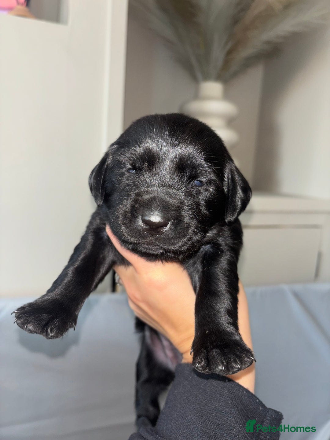 Goldador dogs for sale: Beautiful chunky goldador puppies  - Image 11