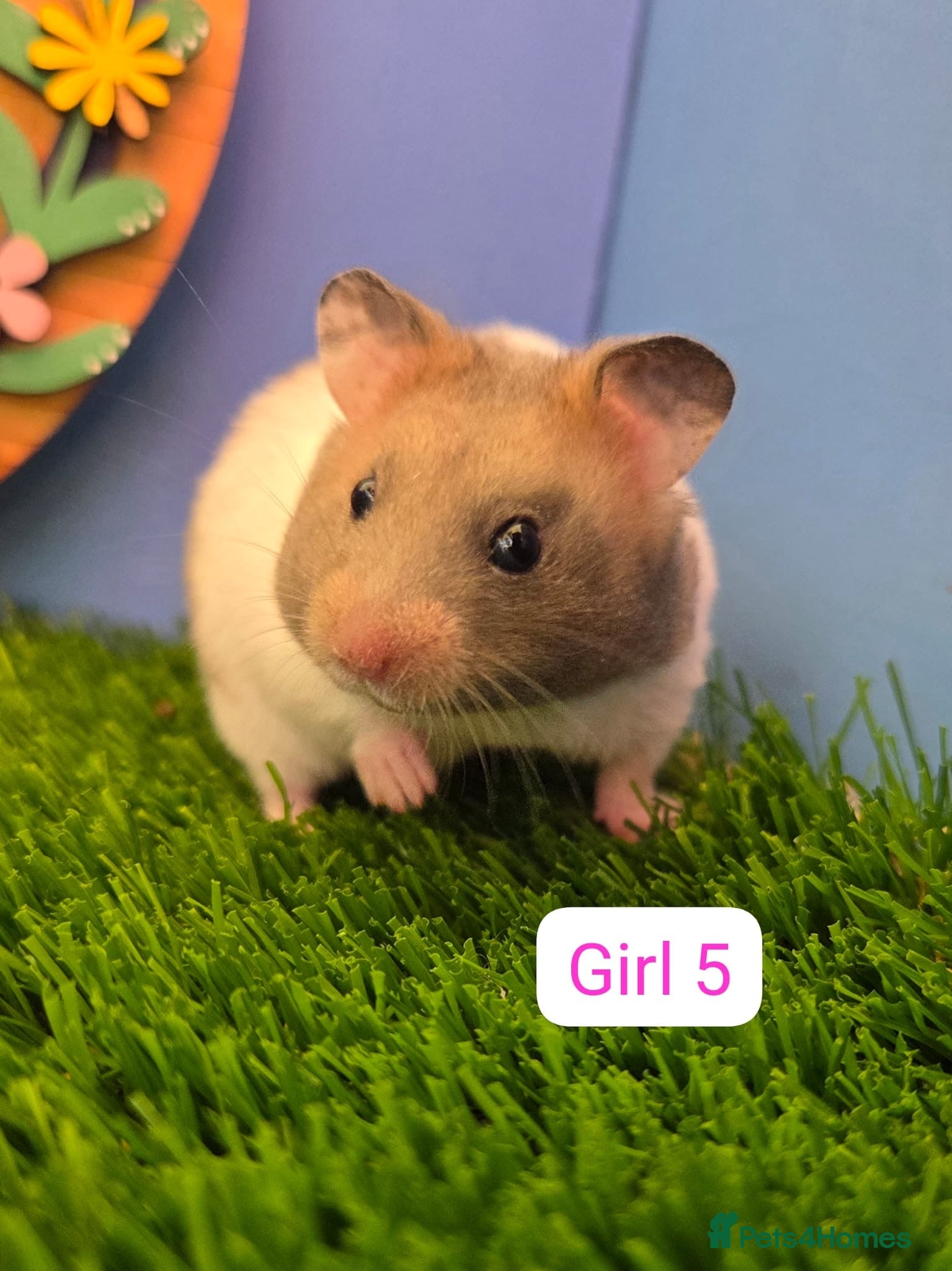 Hamster rodents Syrian Hamster Babies Males Females Pedigree  - Advert 5