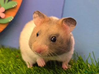 Hamster rodents Syrian Hamster Babies Males Females Pedigree - Advert 14