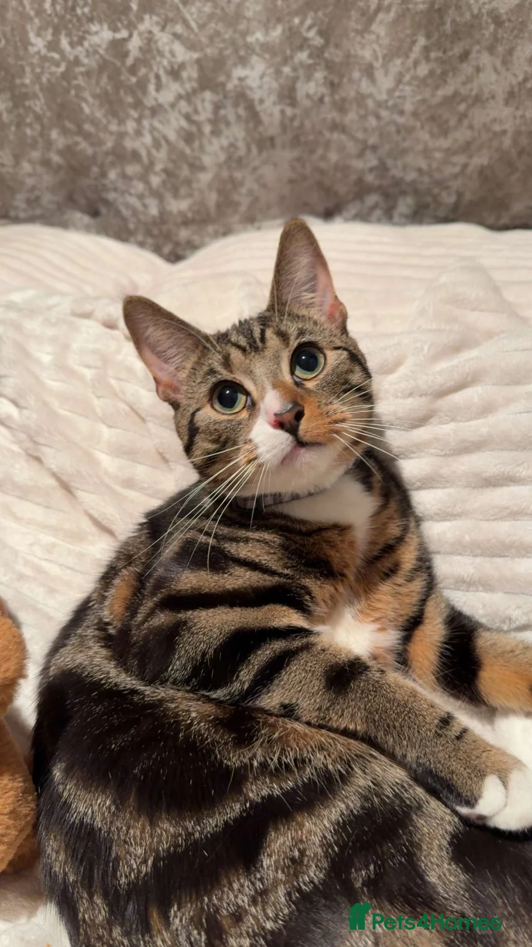 American Shorthair cats for sale: Tabby American Shorthair ten month kitten - Advert 1