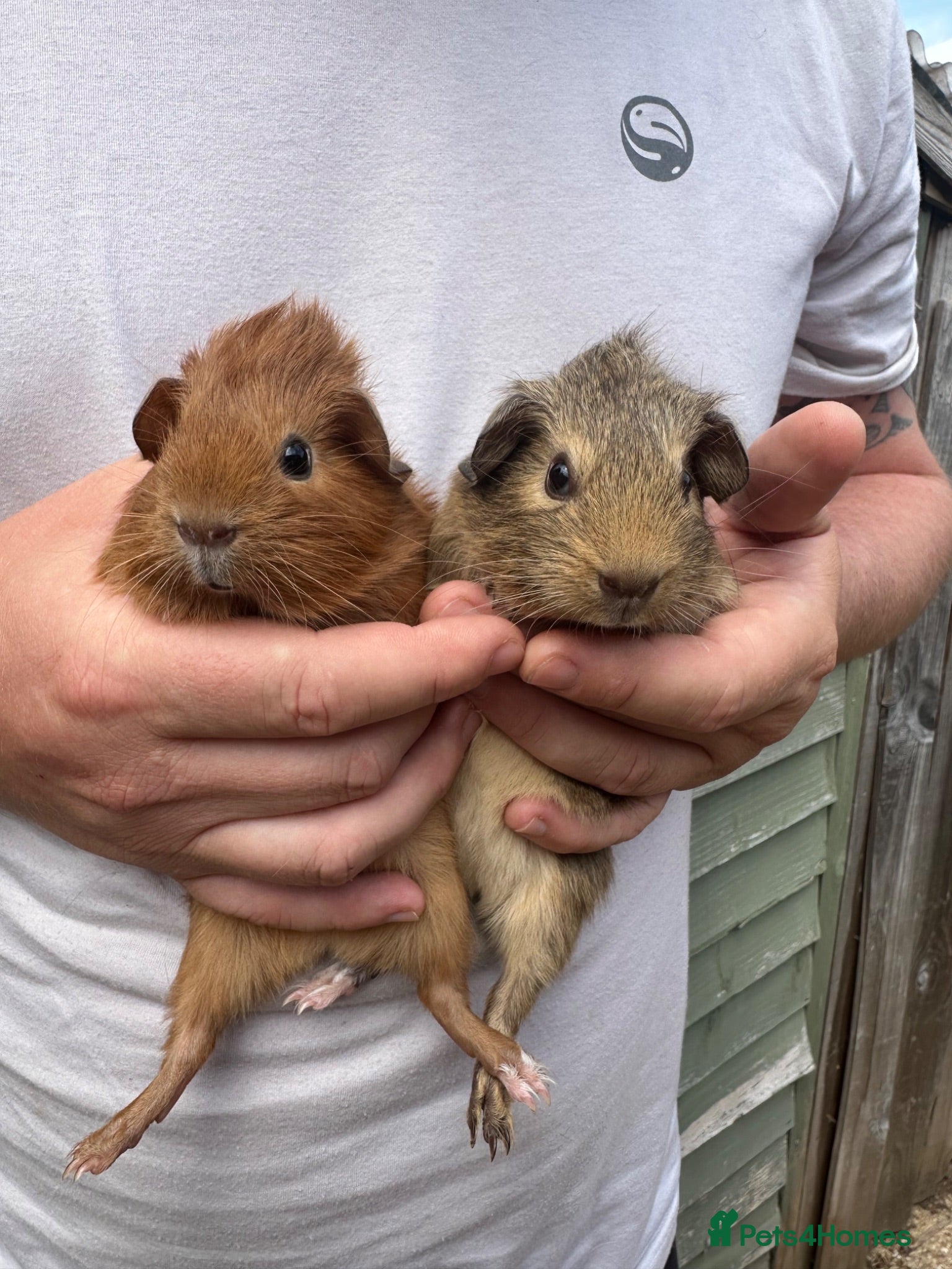 Guinea Pig rodents A pair of female piglets seeking forever home - Advert 18