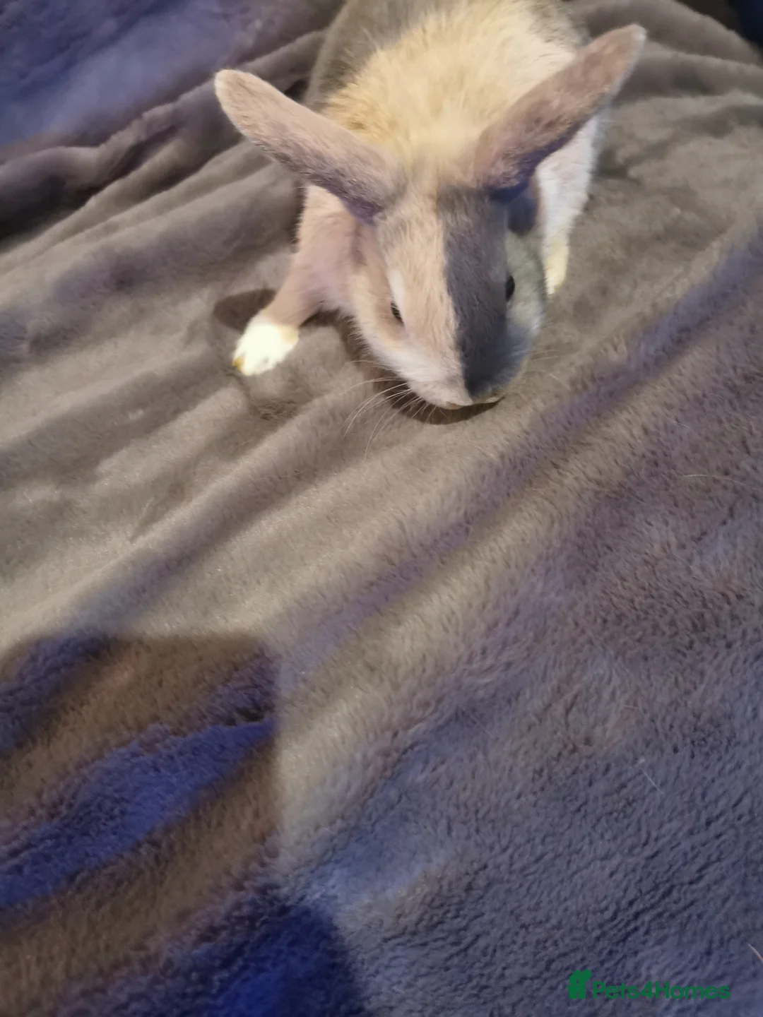 Mini Lop rabbits for sale: Beautiful Mini lop baby Rabbits  - Advert 3