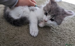 Maine Coon cats for sale: Maine Coon kittens available to loving homes 💖 - Image 20
