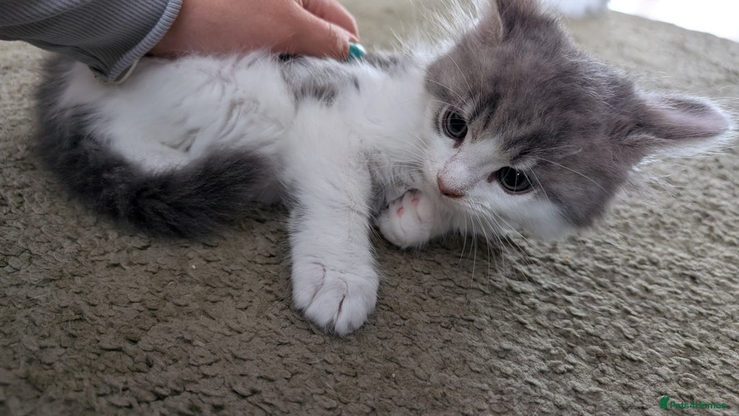 Maine Coon cats for sale: Maine Coon kittens available to loving homes 💖 - Image 20