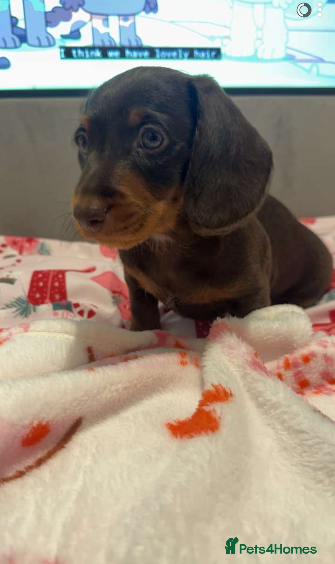 Doxiepoo dogs for sale: Stunning doxiepoos ready November 3rd - Image 9