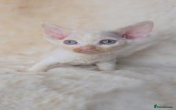 Devon Rex cats for sale: Devon Rex. 3 girls bominant blue eyes. All guts  - Image 18