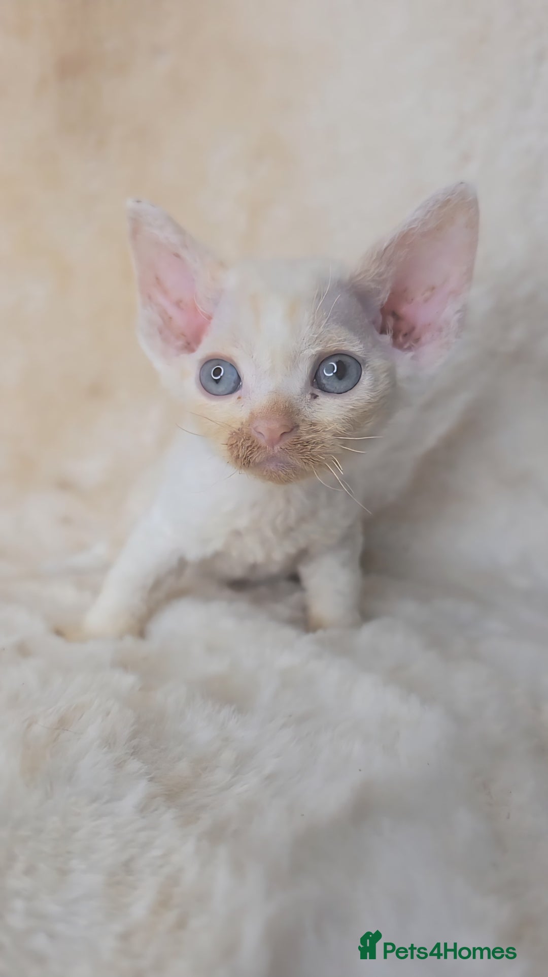 Devon Rex cats for sale: Devon Rex. 3 girls bominant blue eyes. All guts  - Image 18