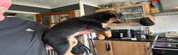 Mixed Breed dogs for sale: 3 Male 2 Female - Advert 3