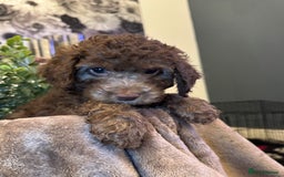 Cockapoo dogs for sale: Miniature Cockapoo Multi Generation  in Darwen - Image 3