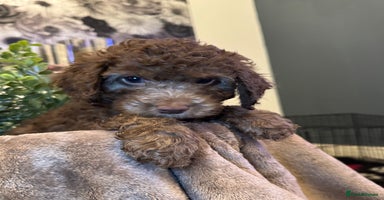 Cockapoo dogs in Darwen - Advert 12