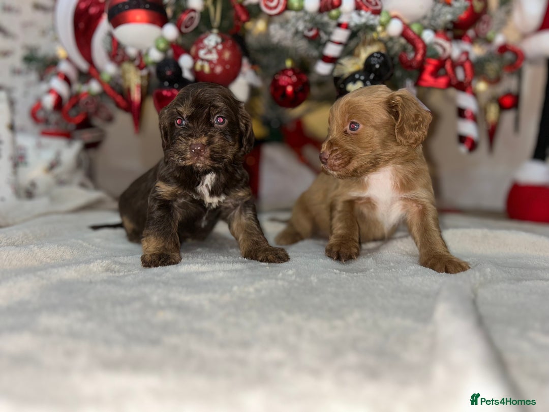 Cockapoo dogs for sale: Stunning cockapoo puppies  - Advert 3