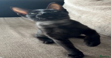 Serengeti cats - Advert 12