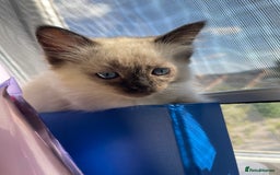 Ragdoll cats for sale: Exquisite 6th Gen*  PUREBREED Ragdoll Kittens - Image 17