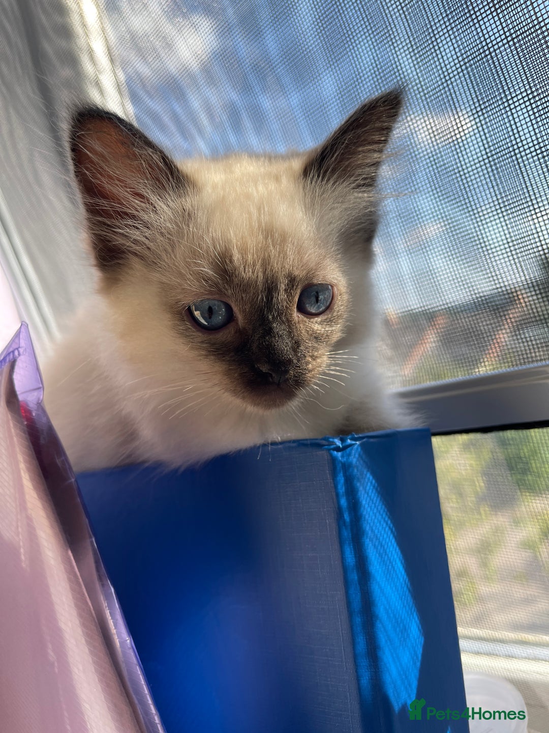 Ragdoll cats for sale: Exquisite 6th Gen*  PUREBREED Ragdoll Kittens - Image 17