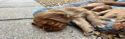 Cocker Spaniel dogs for sale: Red Working Cocker Spaniels - Advert 35