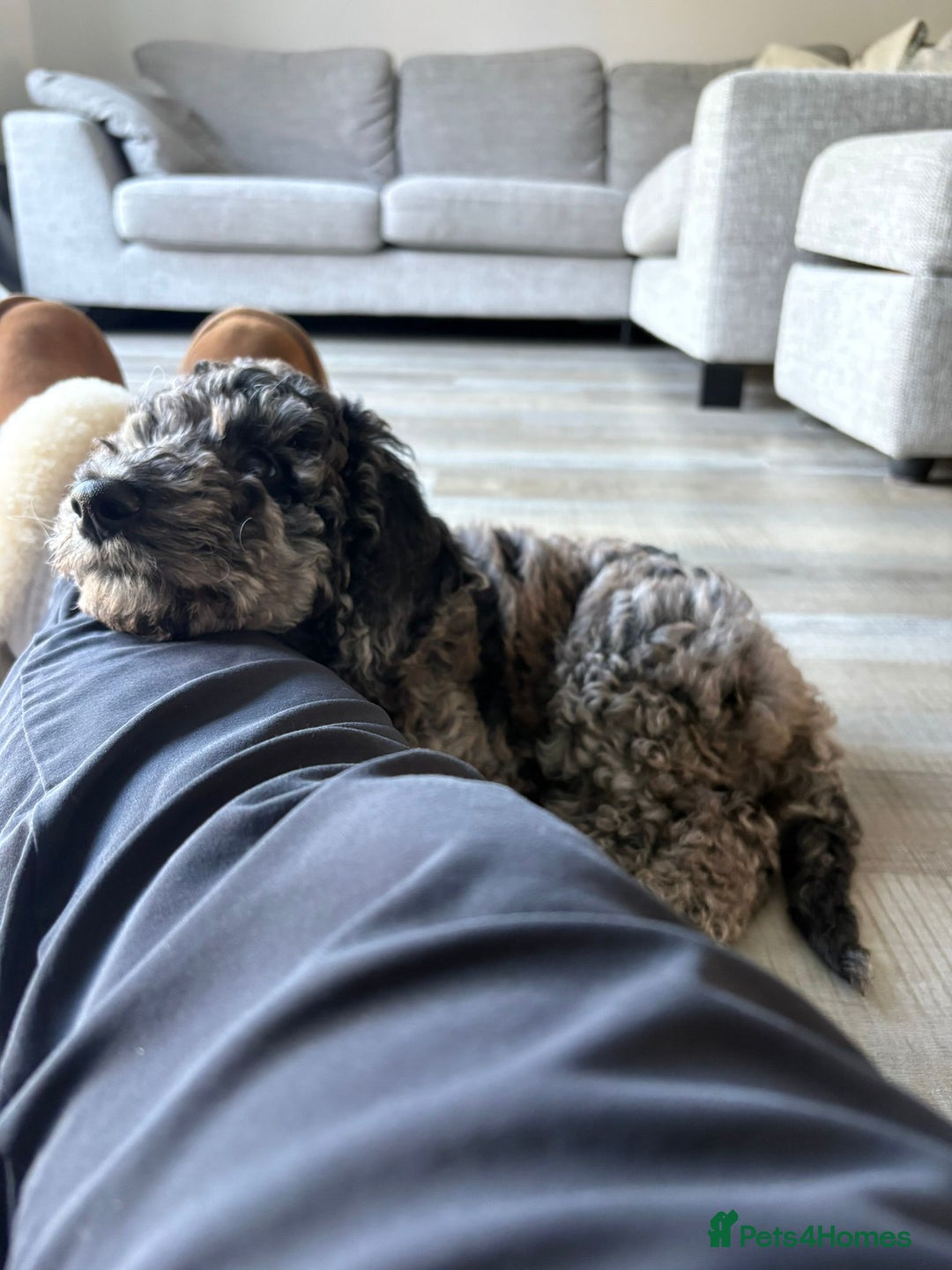 Goldendoodle dogs for sale: Stunning Merle goldendoodle male - Advert 6