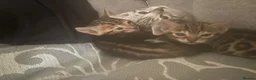Bengal cats for sale: Bengal kittens in Liverpool - Advert 9