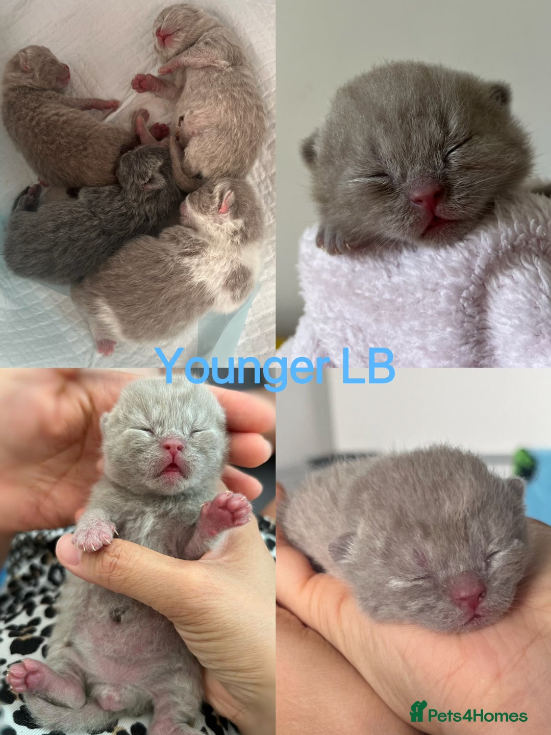 British Shorthair cats for sale: 💙GCCF BSH Kittens🩷 - Image 3