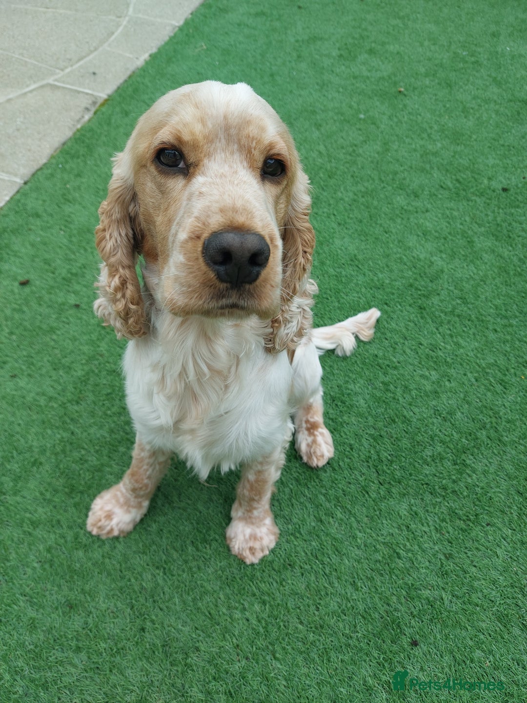 Cocker Spaniel dogs for stud: Orange Roan Show Cocker - Advert 7
