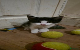 Mixed Breed cats for sale: 4 kittens left (microchipped) - Image 3