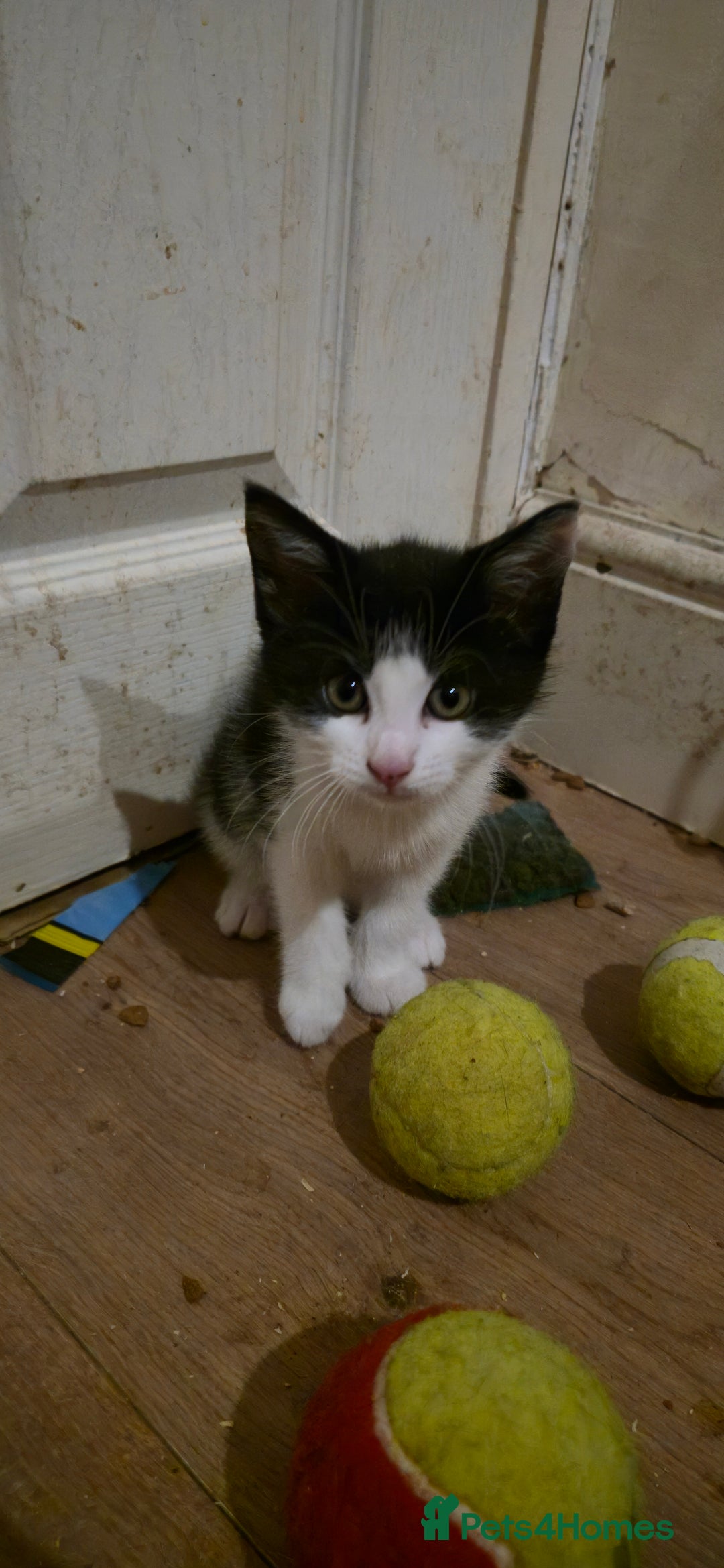 Mixed Breed cats for sale: 4 kittens left (microchipped) - Image 3