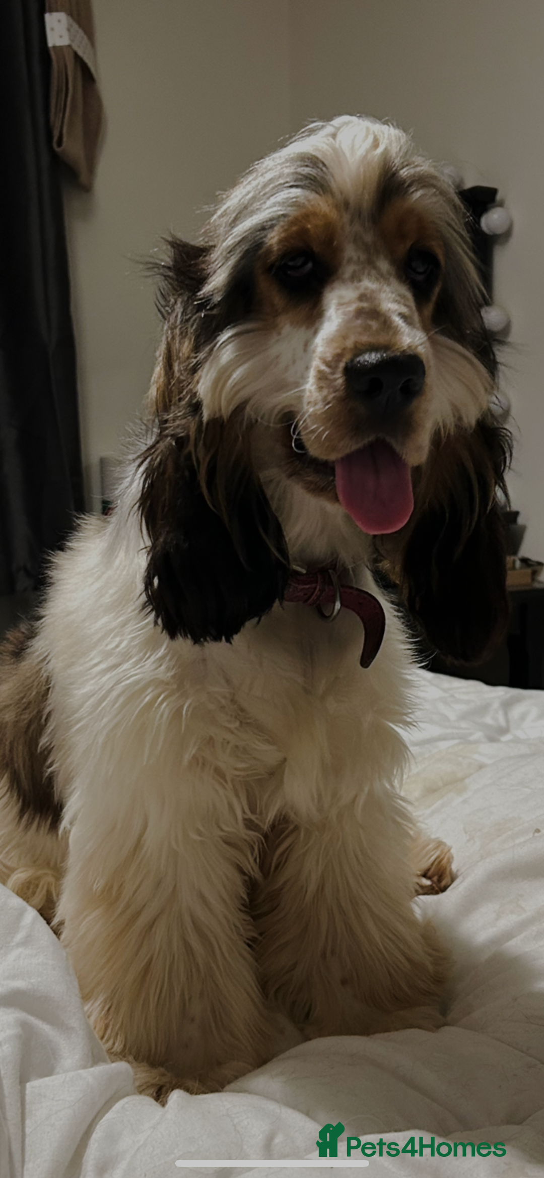 Cocker Spaniel dogs for sale: Stunning traditional show cocker spaniels*** - Image 6