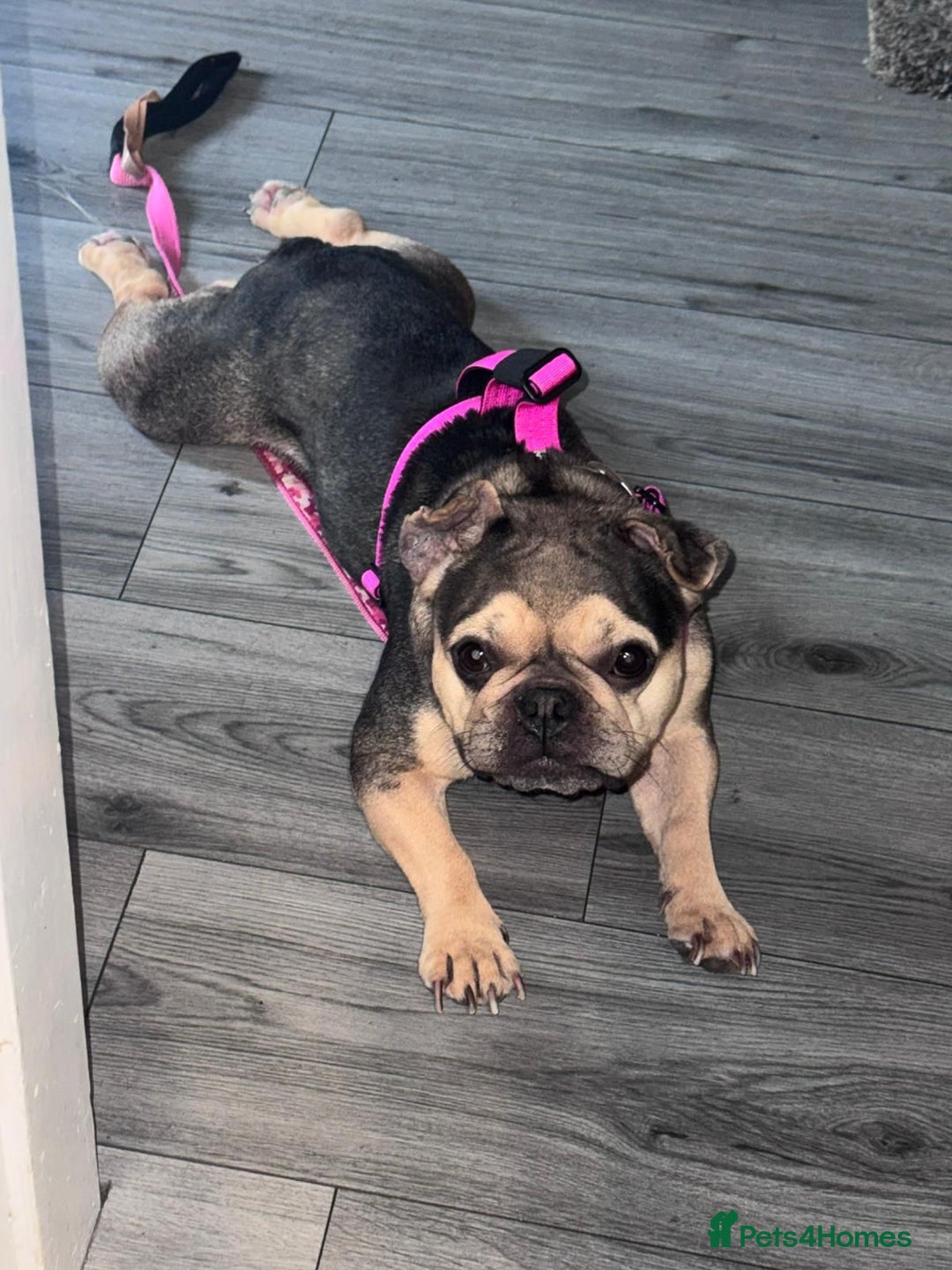 French Bulldog dogs for adoption: French bulldog female  - Advert 2