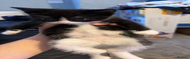 Tuxedo - British Shorthair 4