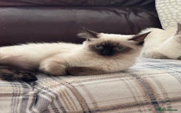 Ragdoll cats for sale: GCCF reg seal point girl - Image 5