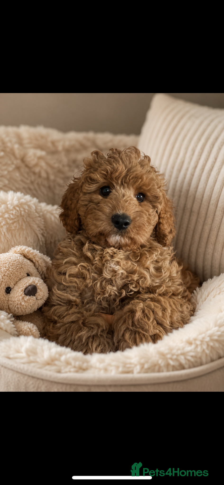 Cavapoo dogs Ready Now. 5⭐️ licensed Home breeder - Advert 1