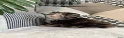 Maine Coon cats for sale: 5 x Stunning GCCF Registered Maine Coon Kittens - Advert 13