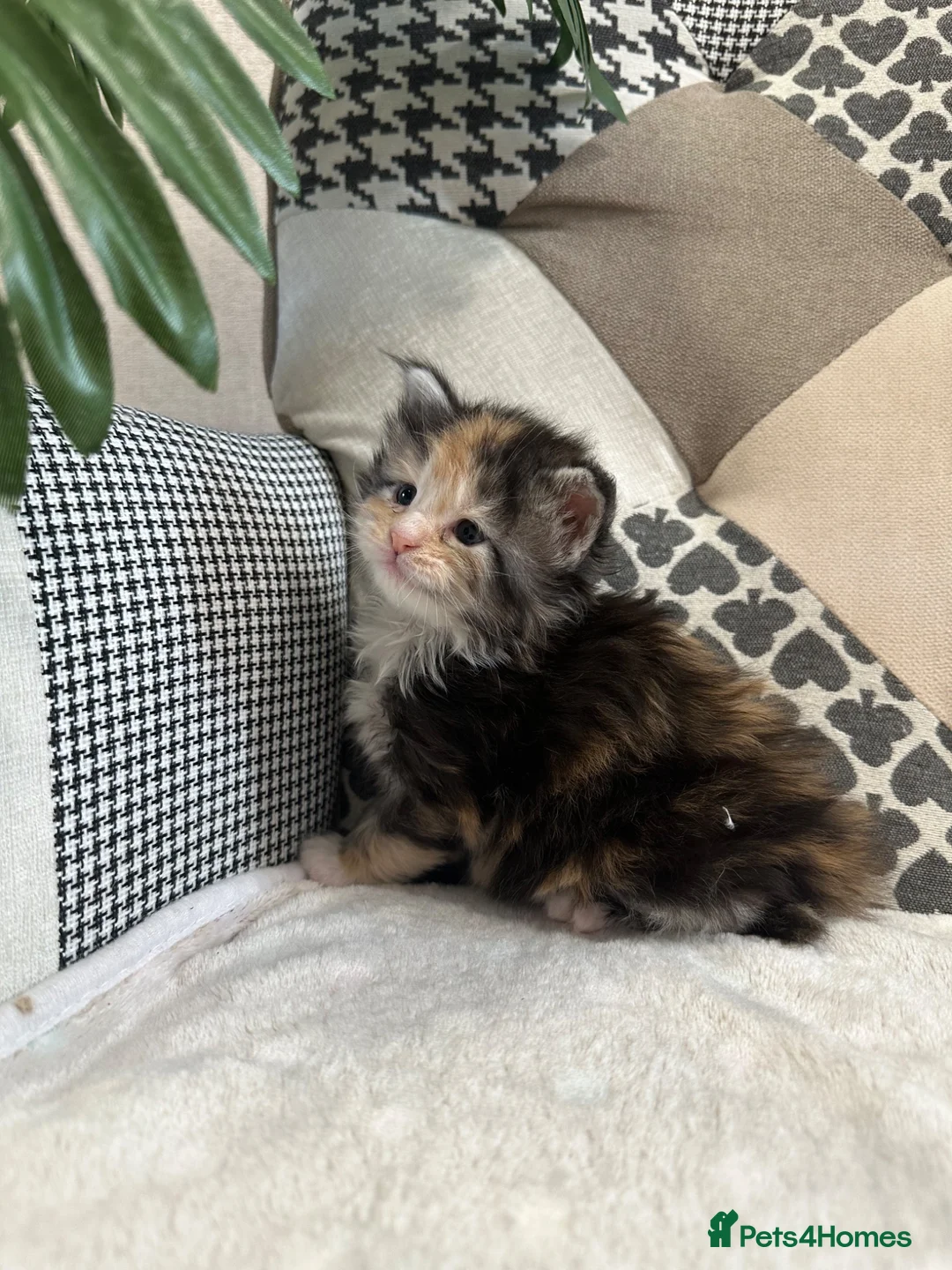 Maine Coon cats for sale: 5 x Stunning GCCF Registered Maine Coon Kittens - Advert 13