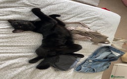 Domestic Shorthair cats for sale: Black kitten for sale  - Image 7