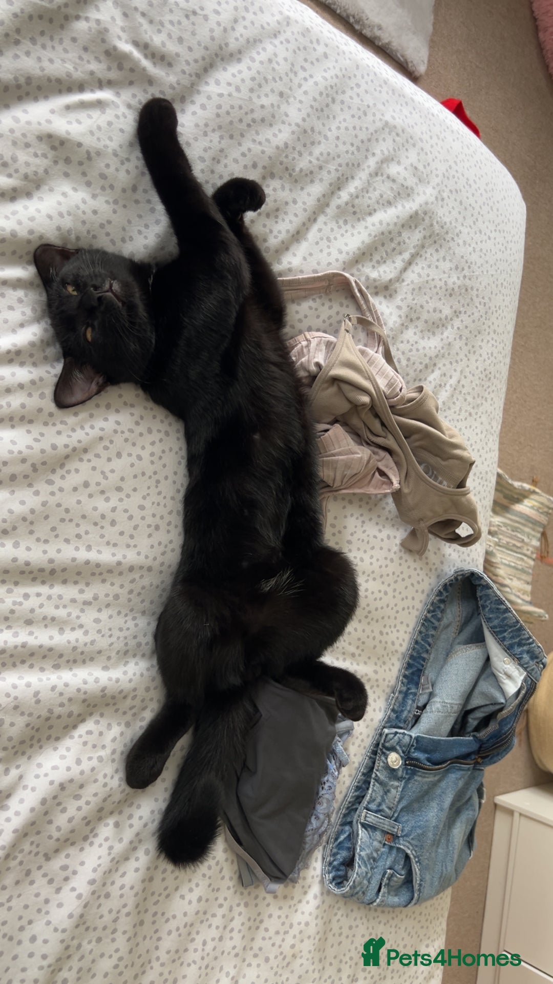 Domestic Shorthair cats for sale: Black kitten for sale  - Image 7