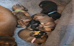 Miniature Dachshund dogs for sale: Miniature Dachshunds Seeking Forever Homes - Image 23