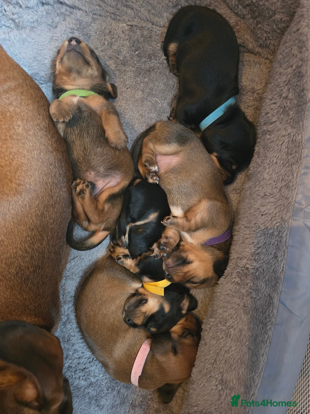 Miniature Dachshund dogs for sale: Miniature Dachshunds Seeking Forever Homes - Image 23